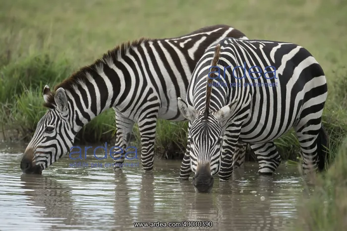 : Mammal. Burchell's Zebra, Masai Mara, Kenya Mammal : Mammal. Burchell's Zebra, Masai Mara, Kenya Mammal