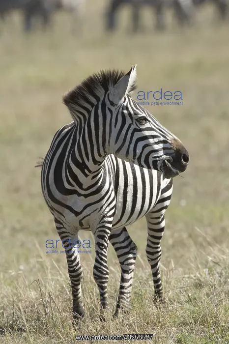: Mammal. Burchell's Zebra, Masai Mara, Kenya Mammal : Mammal. Burchell's Zebra, Masai Mara, Kenya Mammal