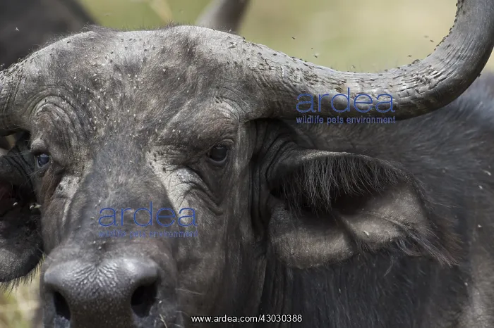  : Mammal, Cape buffalo, Masai mara, kenya