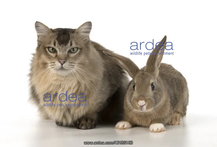  : Mammal. Cat ( somali )and ( agouti )rabbit