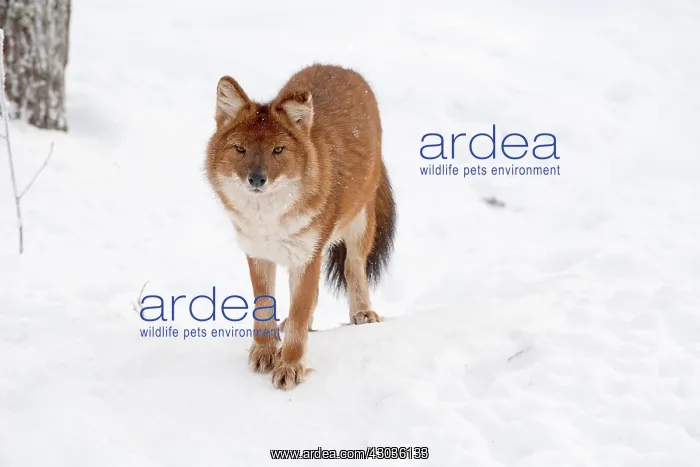 : Mammal. Dhole : Mammal. Dhole