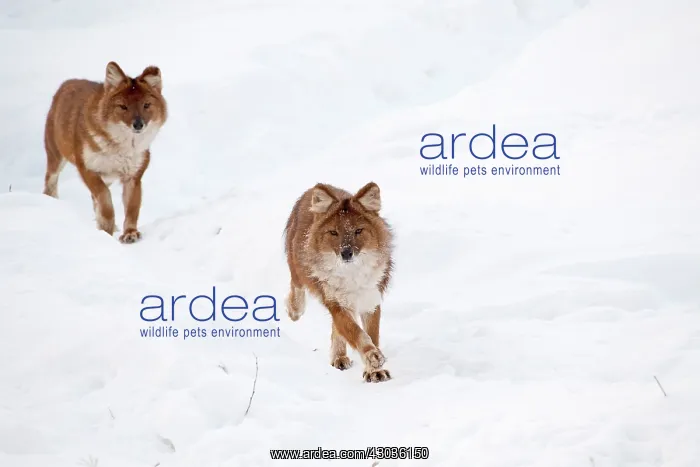 : Mammal. Dhole : Mammal. Dhole