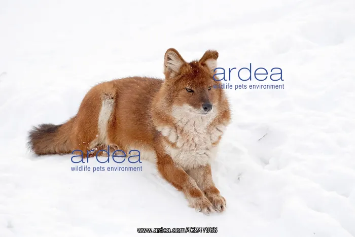 : Mammal. Dhole : Mammal. Dhole
