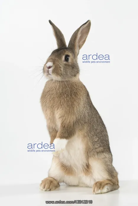 : Mammal. Domestic ( agouti ) rabbit, standing up, studio : Mammal. Domestic ( agouti ) rabbit, standing up, studio