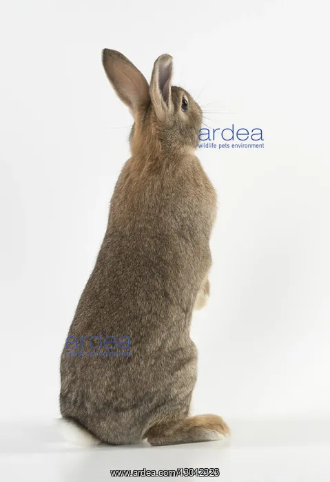 : Mammal. Domestic ( agouti ) rabbit, standing up, studio : Mammal. Domestic ( agouti ) rabbit, standing up, studio