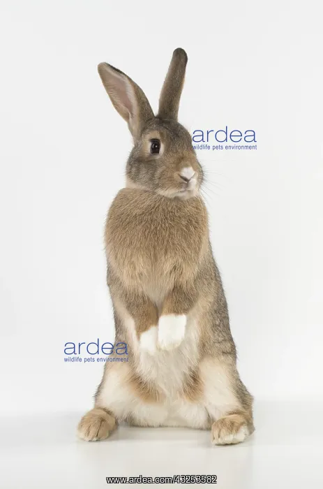 : Mammal. Domestic ( agouti ) rabbit, standing up, studio : Mammal. Domestic ( agouti ) rabbit, standing up, studio