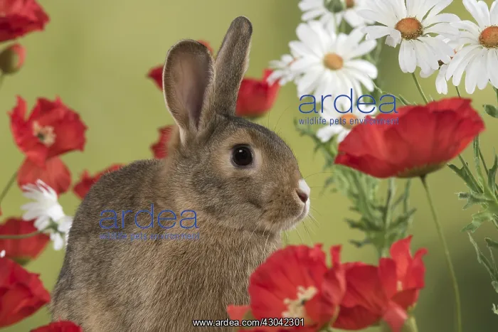 : Mammal. Domestic Rabbit ( agouti )in Poppies and : Mammal. Domestic Rabbit ( agouti )in Poppies and