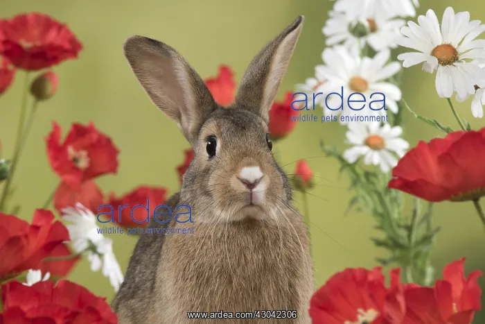 : Mammal. Domestic Rabbit ( agouti )in Poppies and : Mammal. Domestic Rabbit ( agouti )in Poppies and