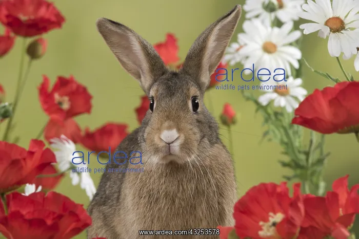 : Mammal. Domestic Rabbit ( agouti )in Poppies and : Mammal. Domestic Rabbit ( agouti )in Poppies and