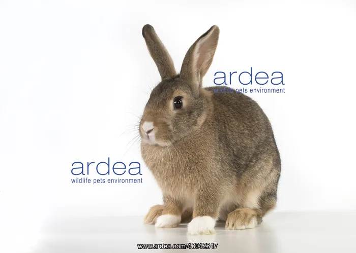 : Mammal. Domestic Rabbit ( agouti ) on white, studio : Mammal. Domestic Rabbit ( agouti ) on white, studio