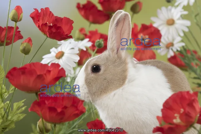 : Mammal. Domestic rabbit ( dutch ) in Poppies and : Mammal. Domestic rabbit ( dutch ) in Poppies and