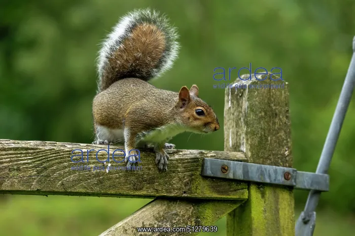 : Mammal. Grey Squirrel on farm gate : Mammal. Grey Squirrel on farm gate