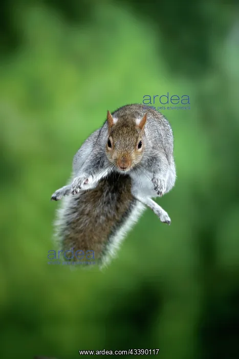: MAMMAL. Grey Squirrel, in mid air, jumping towards camera : MAMMAL. Grey Squirrel, in mid air, jumping towards camera