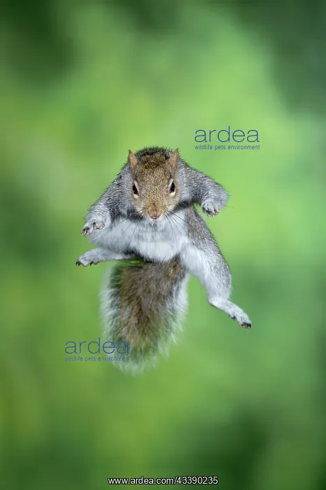 : MAMMAL. Grey Squirrel, in mid air, jumping towards camera : MAMMAL. Grey Squirrel, in mid air, jumping towards camera