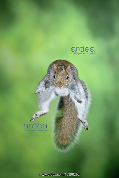 : MAMMAL. Grey Squirrel, in mid air, jumping towards camera : MAMMAL. Grey Squirrel, in mid air, jumping towards camera