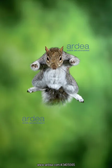 : MAMMAL. Grey Squirrel, in mid air, jumping towards camera : MAMMAL. Grey Squirrel, in mid air, jumping towards camera