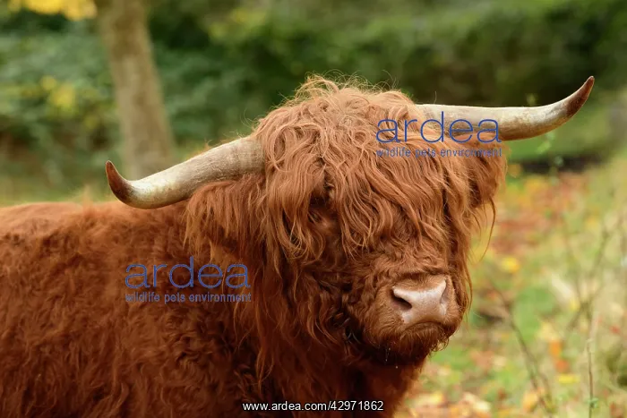: MAMMAL. highland cattle ( BULL ) in autumn leaves : MAMMAL. highland cattle ( BULL ) in autumn leaves