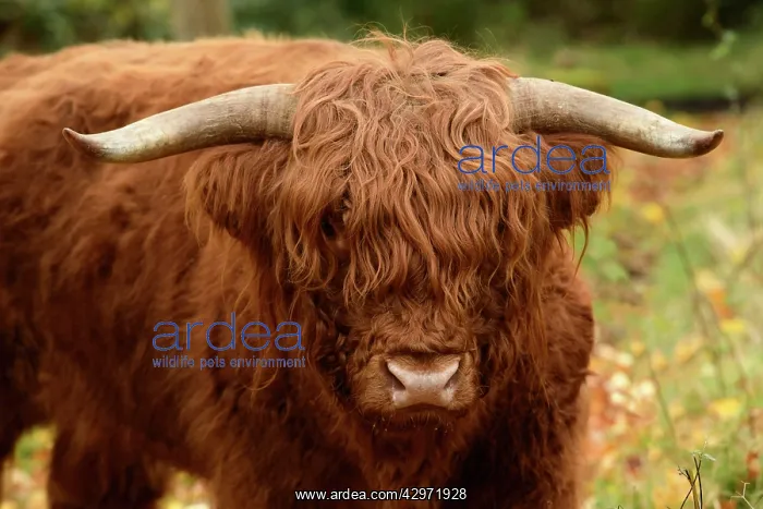 : MAMMAL. highland cattle ( BULL ) in autumn leaves : MAMMAL. highland cattle ( BULL ) in autumn leaves