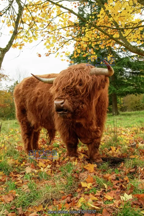 : MAMMAL. highland cattle ( BULL ) in autumn leaves : MAMMAL. highland cattle ( BULL ) in autumn leaves