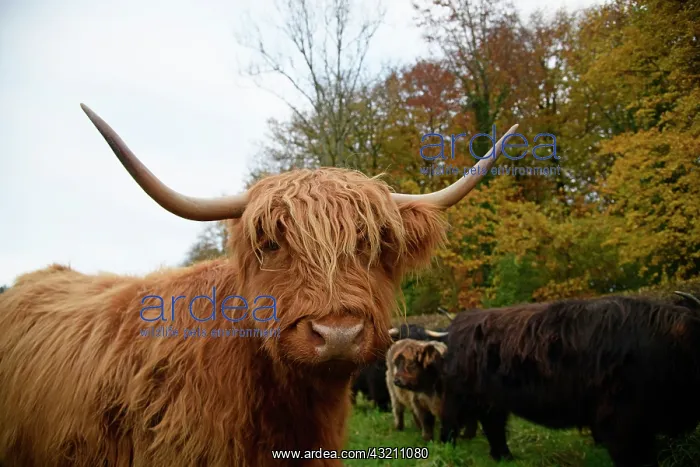 : MAMMAL. highland cattle ( BULL & cow ) in autumn leaves : MAMMAL. highland cattle ( BULL & cow ) in autumn leaves
