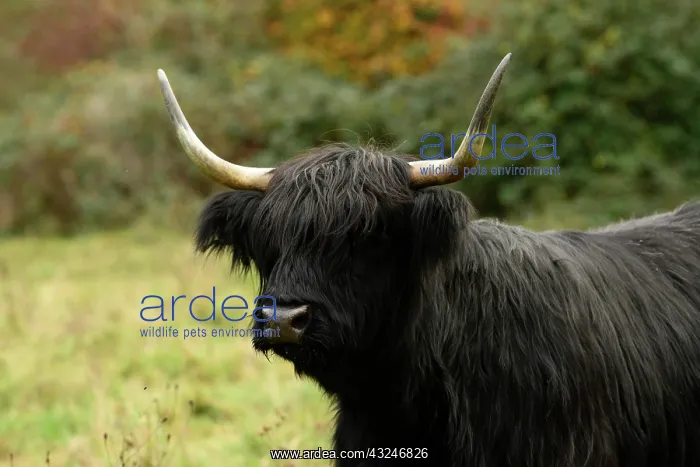 : MAMMAL. highland cattle ( cow ) in autumn leaves : MAMMAL. highland cattle ( cow ) in autumn leaves