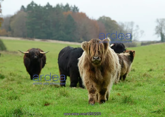 : MAMMAL. highland cattle herd in a field : MAMMAL. highland cattle herd in a field