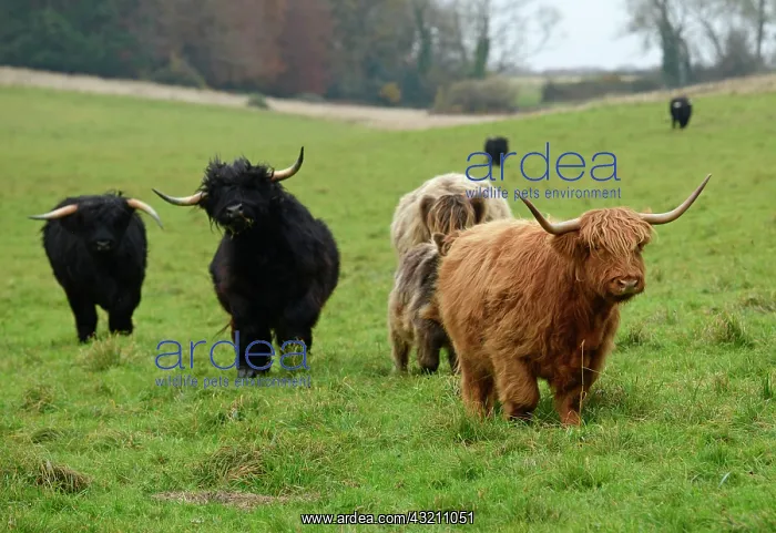 : MAMMAL. highland cattle herd in a field : MAMMAL. highland cattle herd in a field