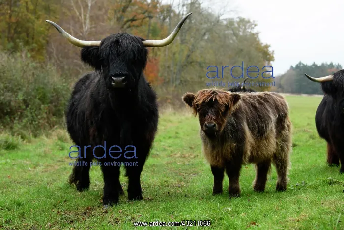 : MAMMAL. highland cattle herd in a field : MAMMAL. highland cattle herd in a field