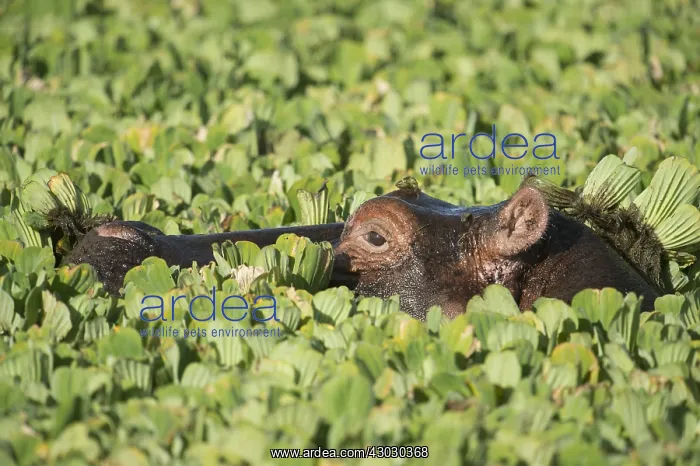 : Mammal. Hippopotamus, Masai Mara, Kenya : Mammal. Hippopotamus, Masai Mara, Kenya
