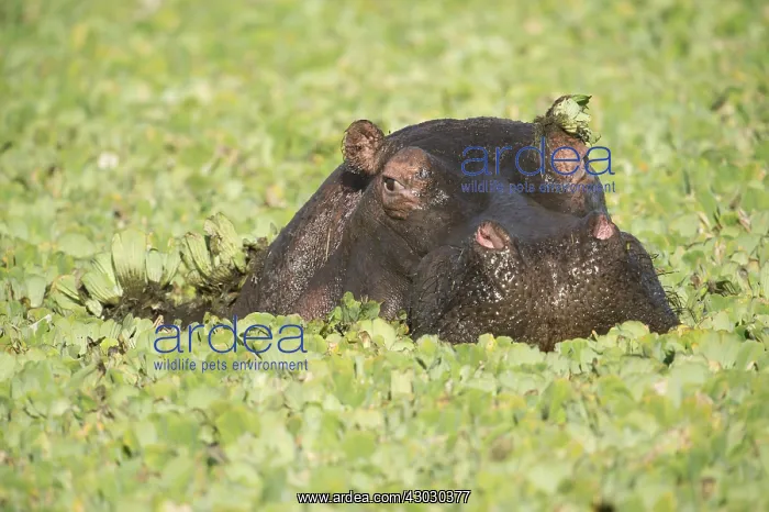 : Mammal. Hippopotamus, Masai Mara, Kenya : Mammal. Hippopotamus, Masai Mara, Kenya