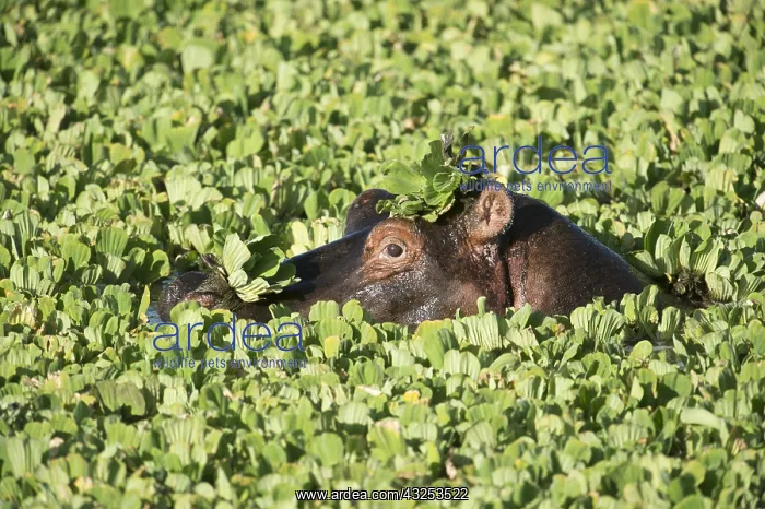 : Mammal. Hippopotamus, Masai Mara, Kenya : Mammal. Hippopotamus, Masai Mara, Kenya
