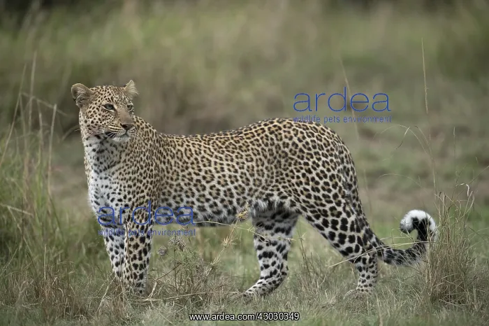  : Mammal. Leopard, Masai mara