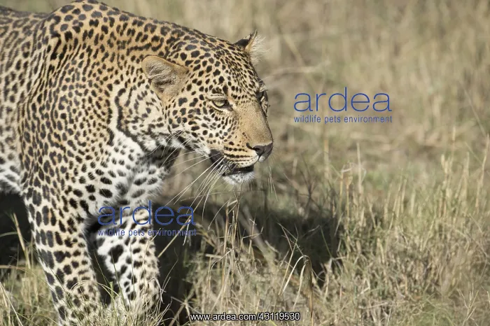 : Mammal. Leopard, Masai mara : Mammal. Leopard, Masai mara