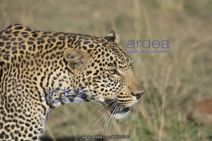  : Mammal. Leopard, Masai mara. Ticks on face &