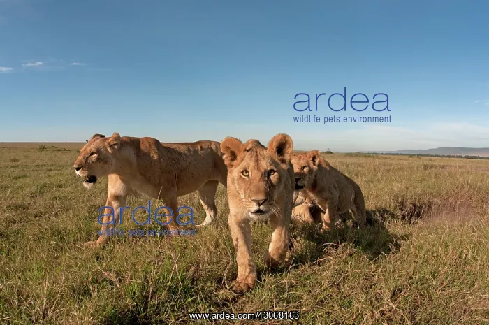 : Mammal. Lion, approaching very close to camera : Mammal. Lion, approaching very close to camera