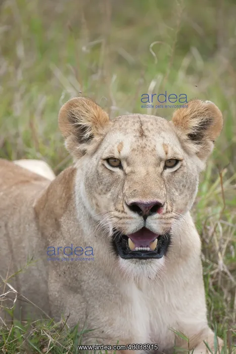 : Mammal. Lion, Lioness laying down licking face, mouth open : Mammal. Lion, Lioness laying down licking face, mouth open