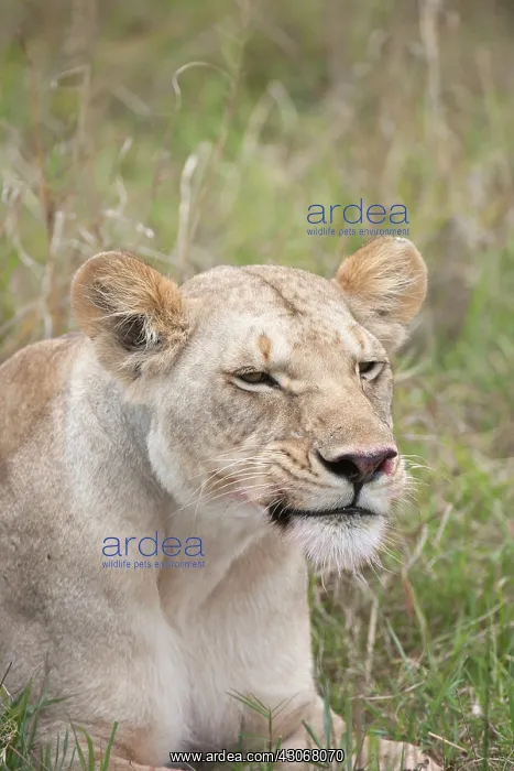 : Mammal. Lion, Lioness laying down licking face, mouth open : Mammal. Lion, Lioness laying down licking face, mouth open