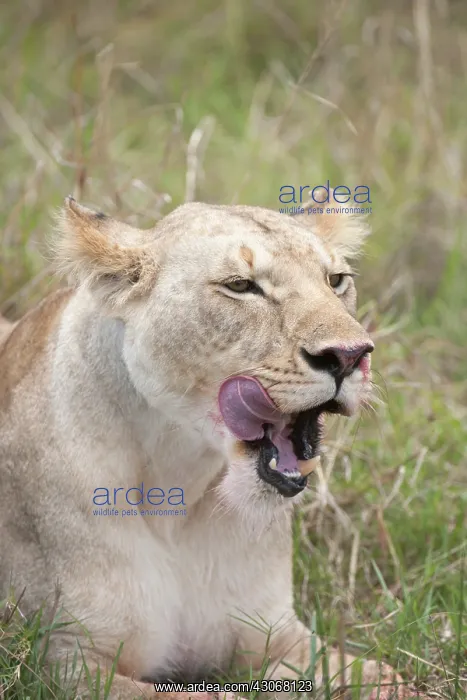 : Mammal. Lion, Lioness laying down licking face, mouth open : Mammal. Lion, Lioness laying down licking face, mouth open