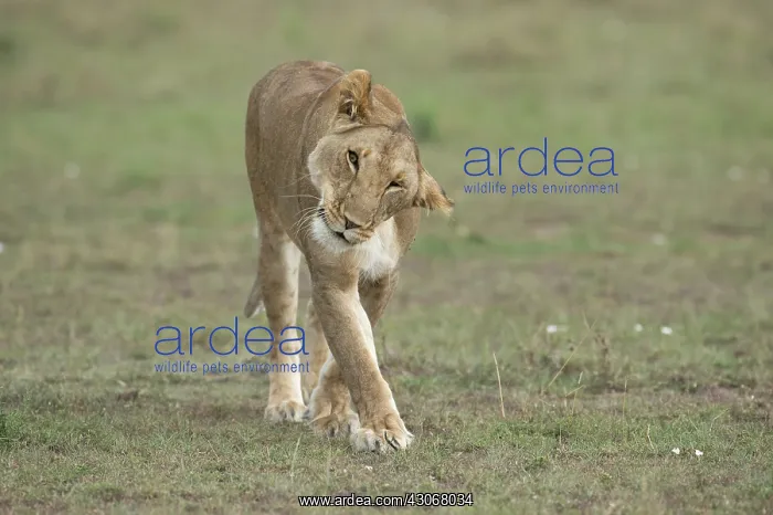  : Mammal. Lion, Lioness, walking and shaking head