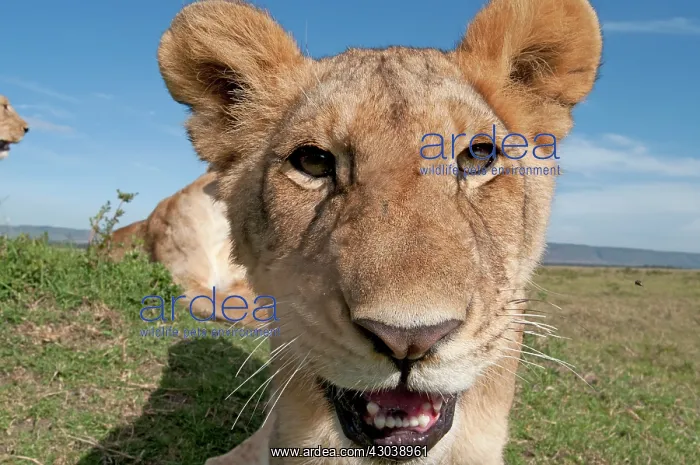 : Mammal. Lion, looking at camera, taking selfie : Mammal. Lion, looking at camera, taking selfie