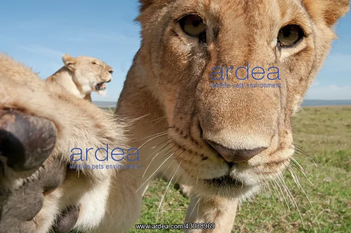 : Mammal. Lion, looking at camera, taking selfie : Mammal. Lion, looking at camera, taking selfie