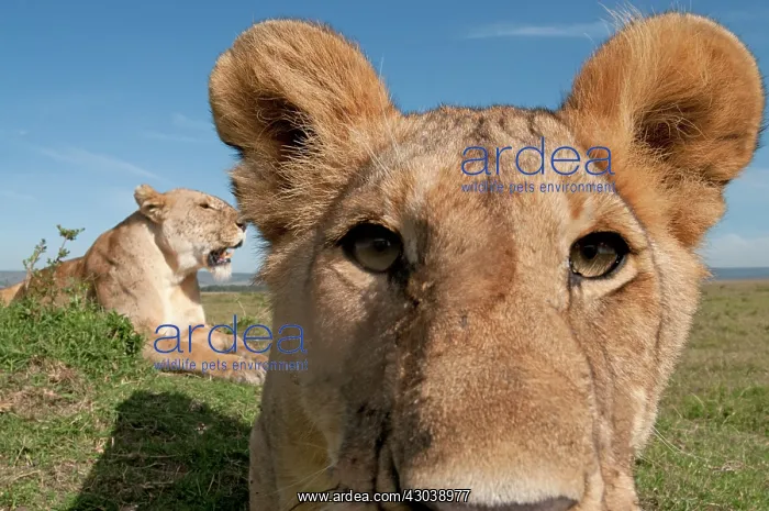 : Mammal. Lion, looking at camera, taking selfie : Mammal. Lion, looking at camera, taking selfie
