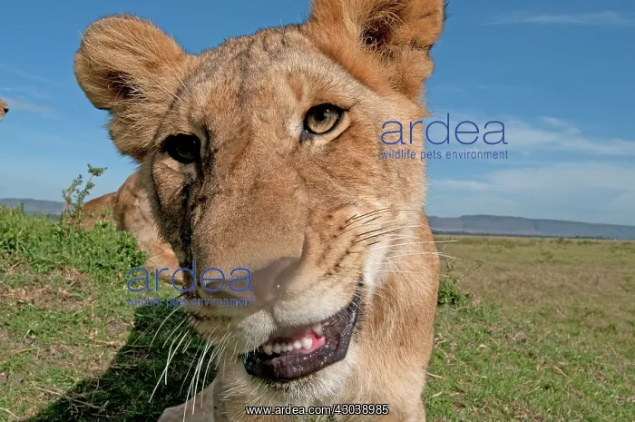 : Mammal. Lion, looking at camera, taking selfie : Mammal. Lion, looking at camera, taking selfie