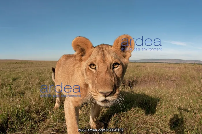 : Mammal. Lion, looking at camera, taking selfie : Mammal. Lion, looking at camera, taking selfie