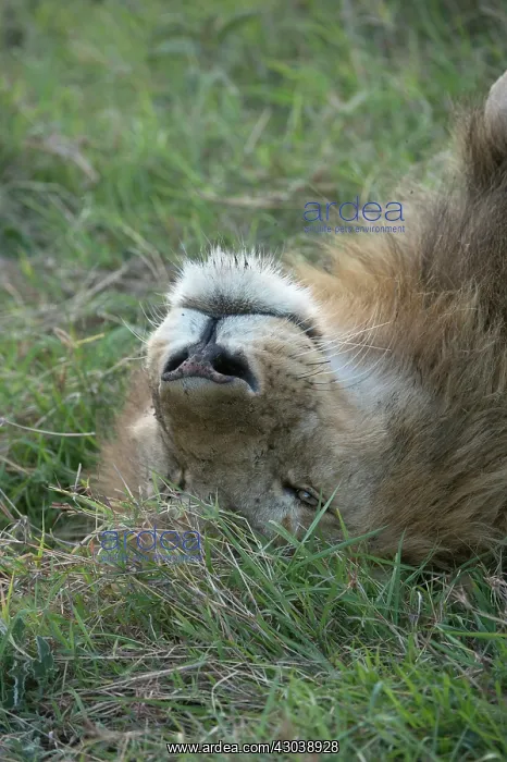  : Mammal. Lion, male, on its back, eye open