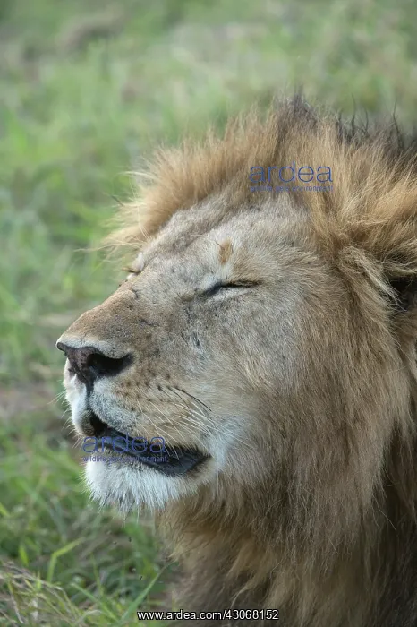  : Mammal. Lion, male, eyes closed
