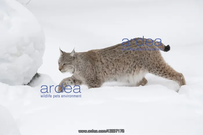 : MAMMAL. Lynx in deep snow : MAMMAL. Lynx in deep snow