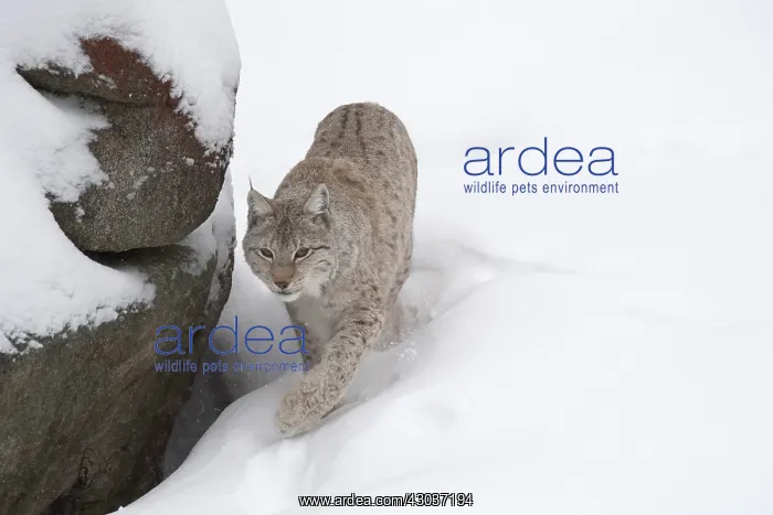 : MAMMAL. Lynx in deep snow : MAMMAL. Lynx in deep snow