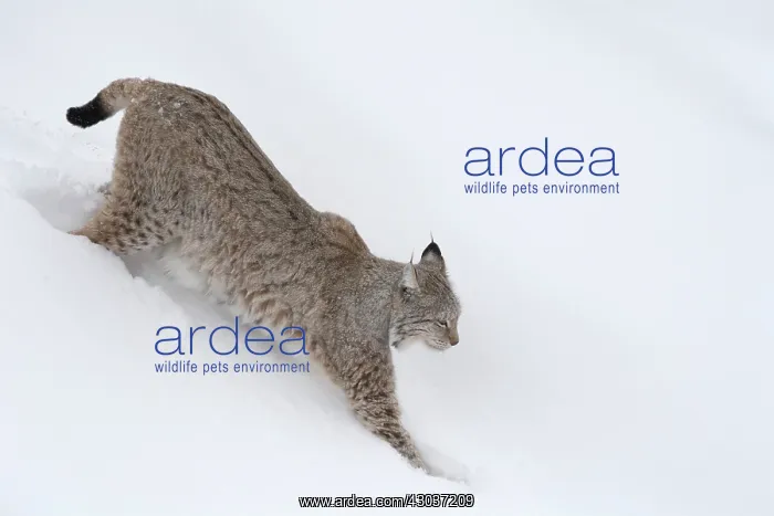 : MAMMAL. Lynx in deep snow : MAMMAL. Lynx in deep snow