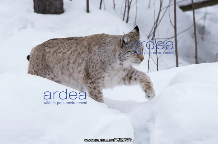 : MAMMAL. Lynx in deep snow : MAMMAL. Lynx in deep snow